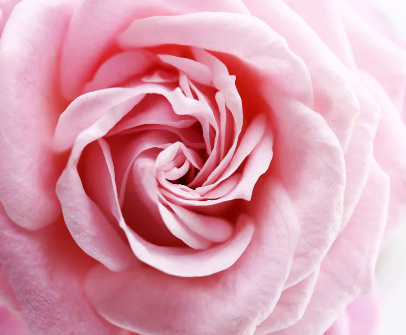 TANIT - Brume tonique hydratante à l'eau de rose