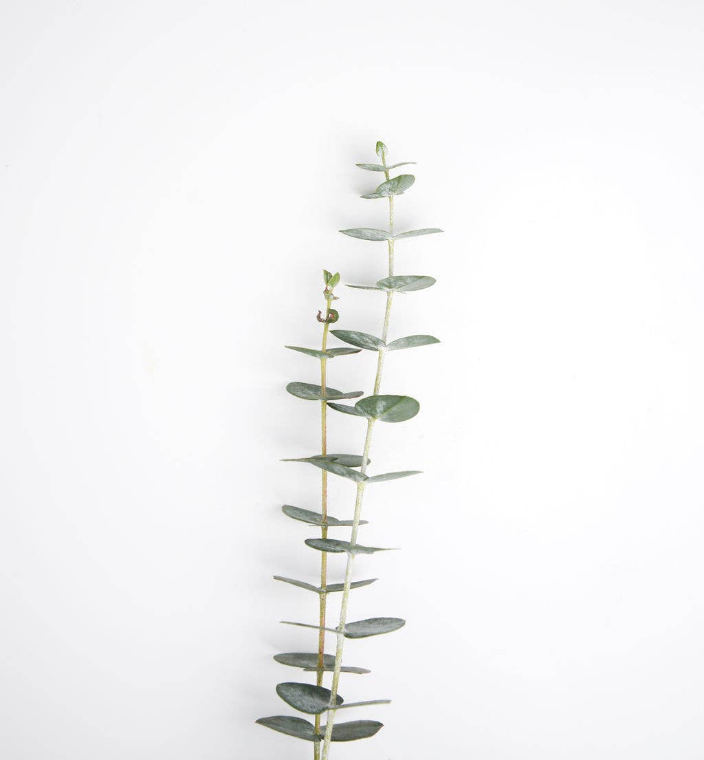 Skin Essence Organics - BRUME RAFRAÎCHISSANTE ET TONIFIANTE